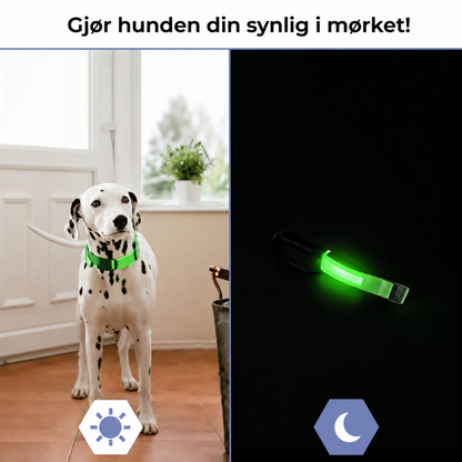 LED-halsbånd til hund